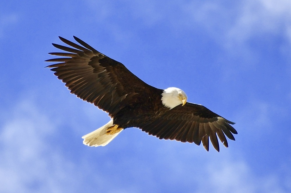 Sun Photo A00007 Eagle in Juneau, Alaska